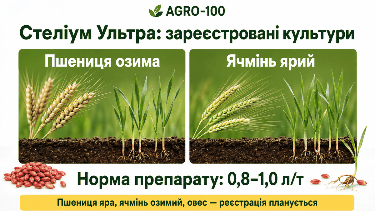 Стеліум Ультра: озима пшениця та ярий ячмінь, норма 0,8–1,0 л/т